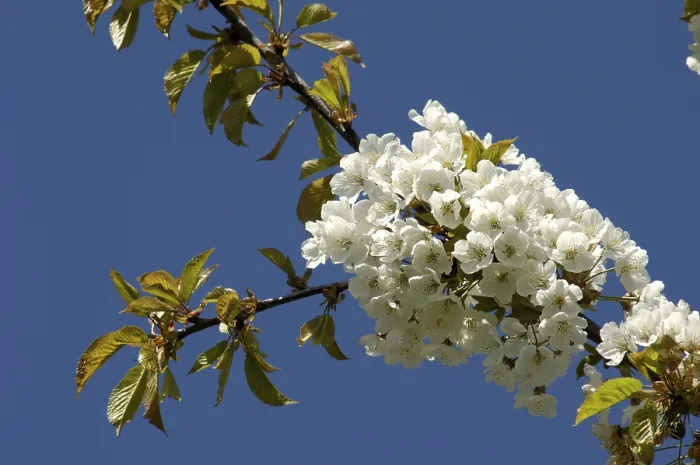 Stampa con cornice : Fiorellini su un ciliegio. Stampa con cornice : Fiorellini su un ciliegio.