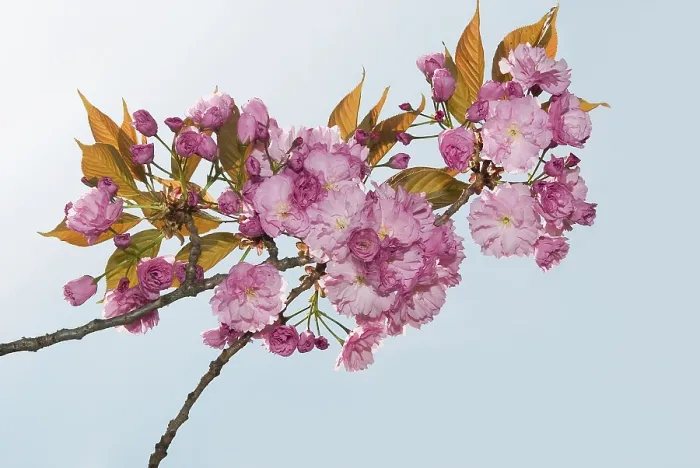 Stampa con cornice : Fiori di un ciliegio. Stampa con cornice : Fiori di un ciliegio.