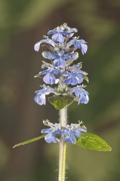 Stampa con cornice : Aster di cielo, Bugleherb, Erba bugliolo.