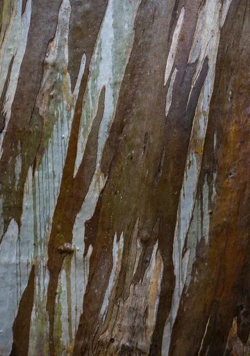 Stampa con cornice : Eucalipto Blu, anche Eucalipto Comune. Stampa con cornice : Eucalipto Blu, anche Eucalipto Comune.