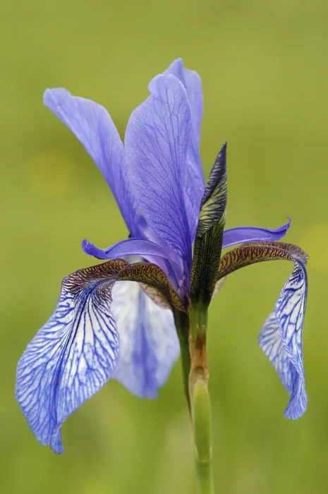 Stampa con cornice : Iris blu, fiorisce. Stampa con cornice : Iris blu, fiorisce.