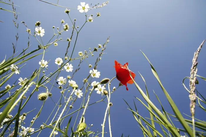 Stampa con cornice : Blumenwiese