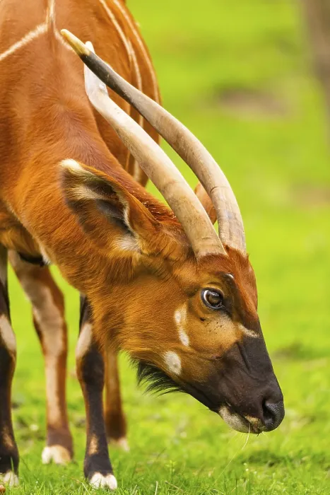 Stampa con cornice : Bongo (Tragelaphus eurycerus) in una prateria in primavera.