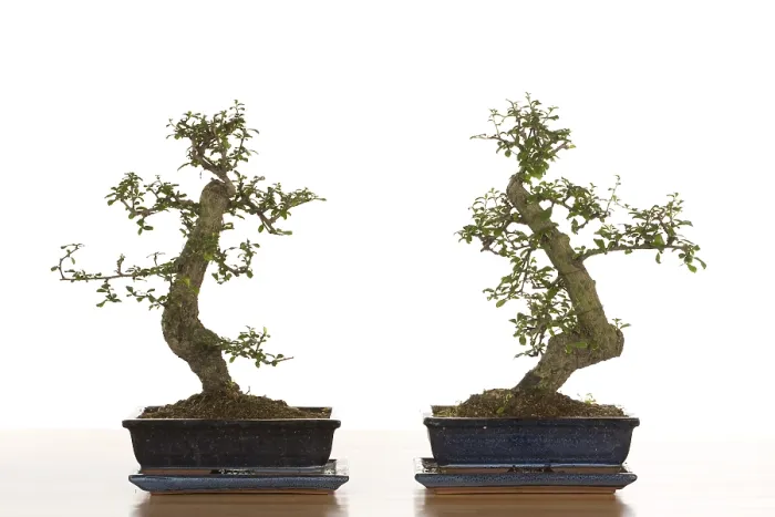 Stampa con cornice : Albero bonsai.
