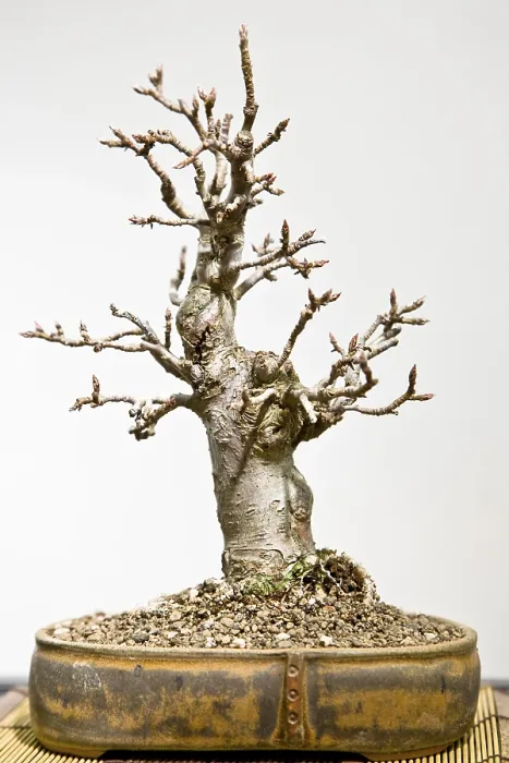 Stampa con cornice : Albero bonsai Stampa con cornice : Albero bonsai