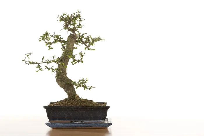 Stampa con cornice : Albero bonsai Stampa con cornice : Albero bonsai