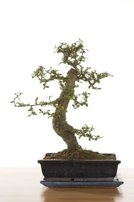 Stampa con cornice : Albero bonsai Stampa con cornice : Albero bonsai