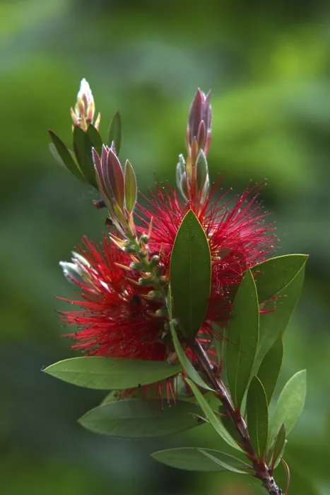 Stampa con cornice : Bottlebrush Stampa con cornice : Bottlebrush