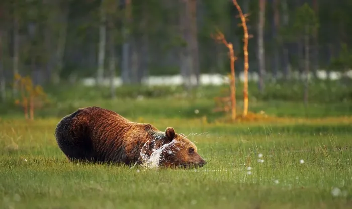 Stampa con cornice : Un orso marrone. Stampa con cornice : Un orso marrone.