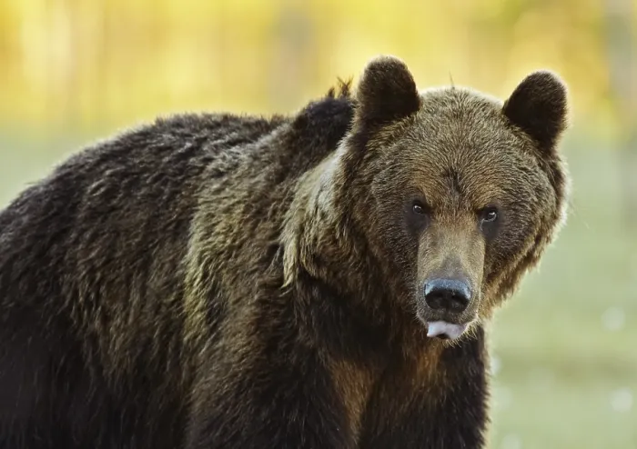 Stampa con cornice : Un orso marrone. Stampa con cornice : Un orso marrone.