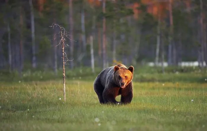 Stampa con cornice : Un orso marrone. Stampa con cornice : Un orso marrone.
