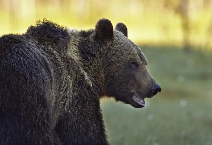 Stampa con cornice : Un orso marrone. Stampa con cornice : Un orso marrone.