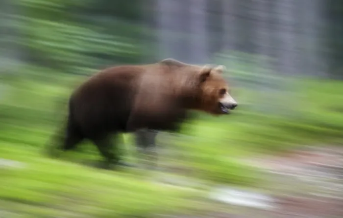 Stampa con cornice : Un orso marrone. Stampa con cornice : Un orso marrone.