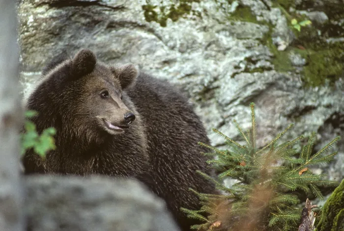 Stampa con cornice : Orso bruno, carnivora, predatori. Stampa con cornice : Orso bruno, carnivora, predatori.