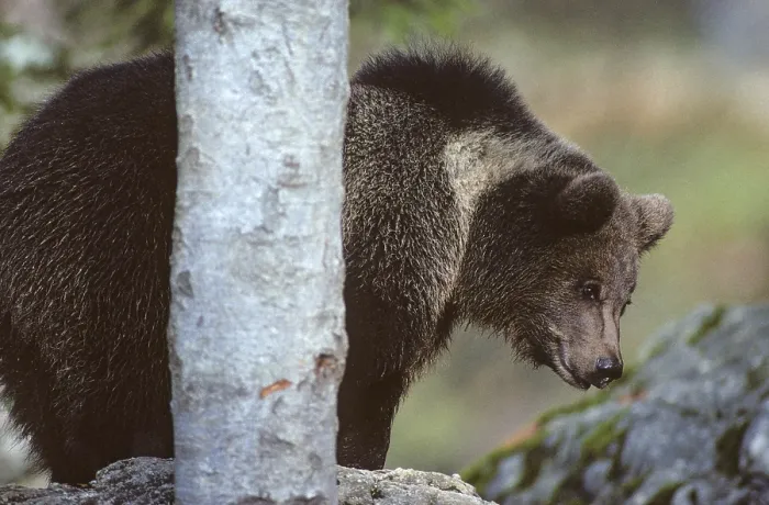 Stampa con cornice : Orso bruno, carnivora, predatori. Stampa con cornice : Orso bruno, carnivora, predatori.