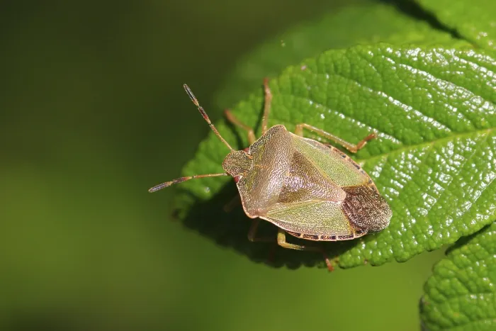 Stampa con cornice : Bug, settembre, Germania. Stampa con cornice : Bug, settembre, Germania.