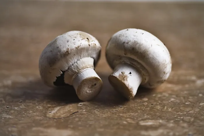 Stampa con cornice : Funghi a campana
