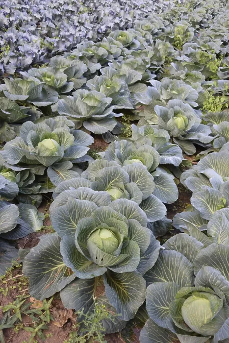 Stampa con cornice : La cavolfiore in un campo. Stampa con cornice : La cavolfiore in un campo.