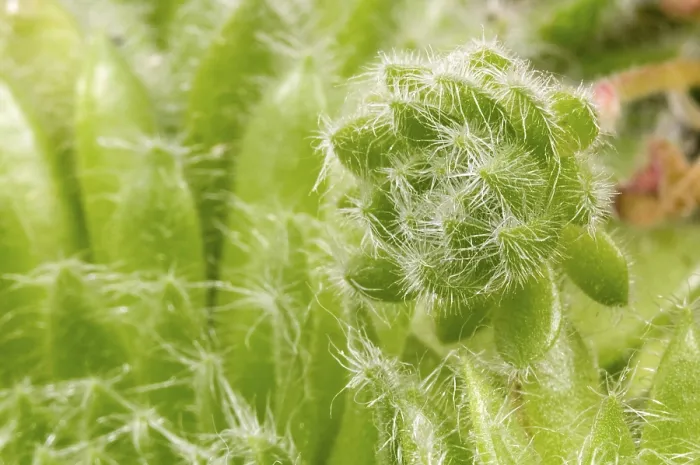 Stampa con cornice : Cactus. dettaglio.