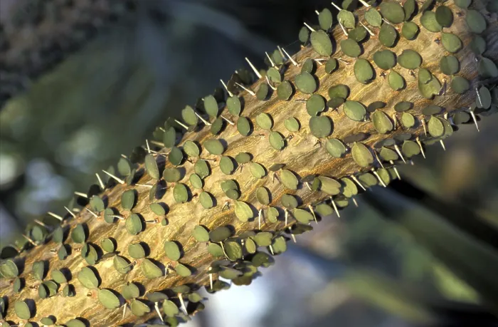 Stampa con cornice : Cactus con foglie.