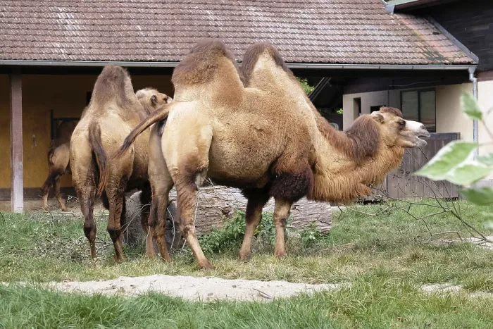 Stampa con cornice : Camel Stampa con cornice : Camel