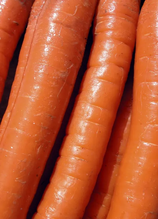Stampa con cornice : Carrots