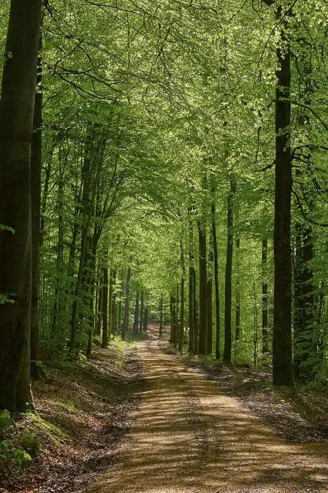 Stampa con cornice : deserto, nessuno, Nessuna gente, nessuno, non abitato, vuoto, albero a foglia cadente, alberi a foglia cadente, foresta , boschi , foreste , albero , alberi , scatto con luce dietro le spalle , scatti con luce dietro le spalle , illuminazione posteriore foto illuminata da dietro foto illuminate da dietro Illuminato in primo piano primavera tempo primaverile in maggio natura Stampa con cornice : deserto, nessuno, Nessuna gente, nessuno, non abitato, vuoto, albero a foglia cadente, alberi a foglia cadente, foresta , boschi , foreste , albero , alberi , scatto con luce dietro le spalle , scatti con luce dietro le spalle , illuminazione posteriore foto illuminata da dietro foto illuminate da dietro Illuminato in primo piano primavera tempo primaverile in maggio natura