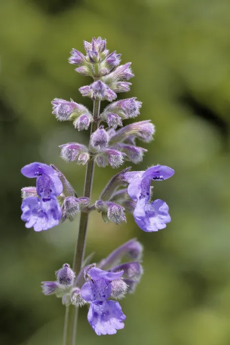 Stampa con cornice : Catnip Stampa con cornice : Catnip