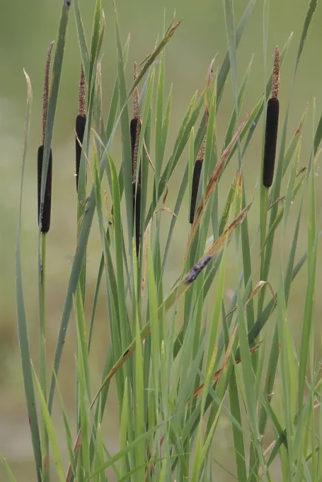Stampa con cornice : Coda di gatto, Typha latifolia Stampa con cornice : Coda di gatto, Typha latifolia