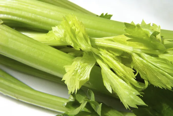 Stampa con cornice : Celeriac