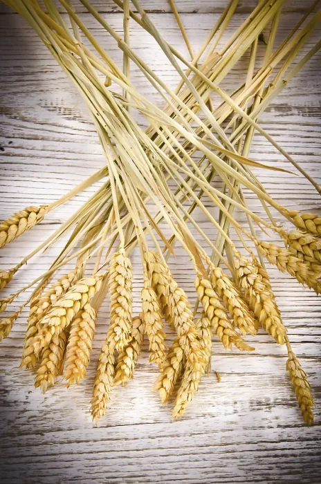Stampa con cornice : Cereal Stampa con cornice : Cereal