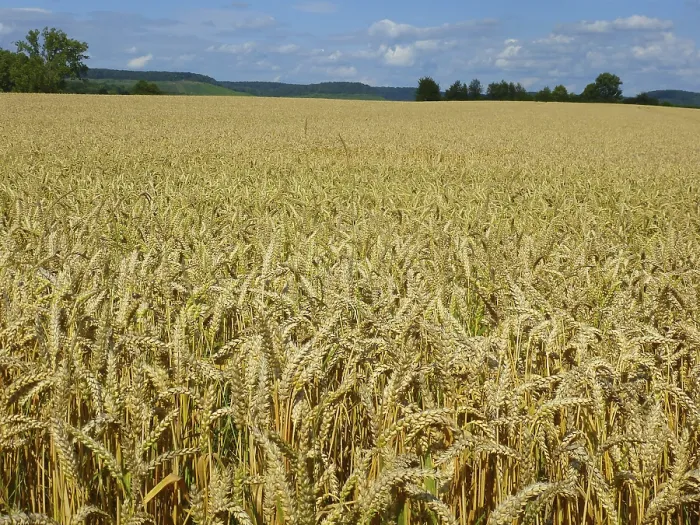 Stampa con cornice : Cereals