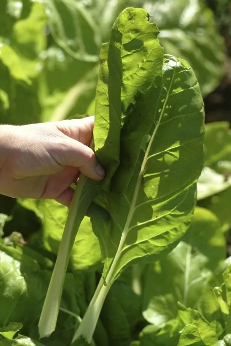Stampa con cornice : Chard
