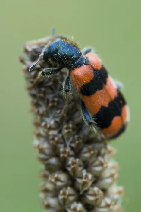 Stampa con cornice : Calabrone insetto a scacchi (Trichodes apiarius)
