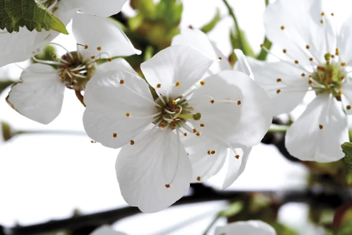 Stampa con cornice : Fiore di ciliegio Stampa con cornice : Fiore di ciliegio