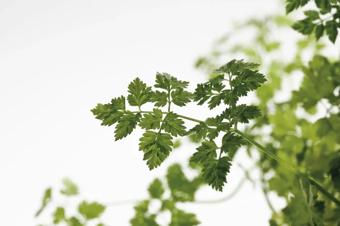 Stampa con cornice : Chervil Stampa con cornice : Chervil