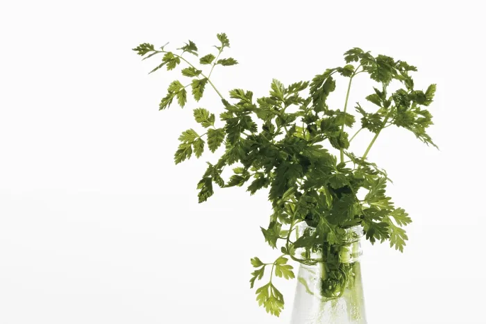 Stampa con cornice : Chervil Stampa con cornice : Chervil