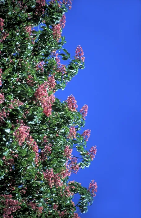 Stampa con cornice : Castagno in fiore. Stampa con cornice : Castagno in fiore.