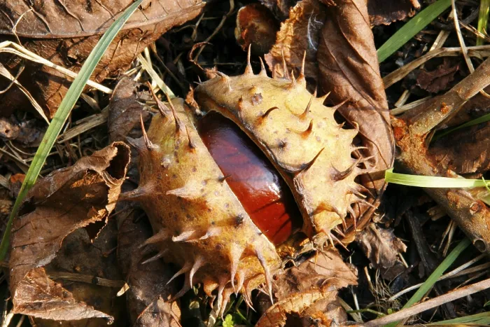 Stampa con cornice : Chestnuts Stampa con cornice : Chestnuts