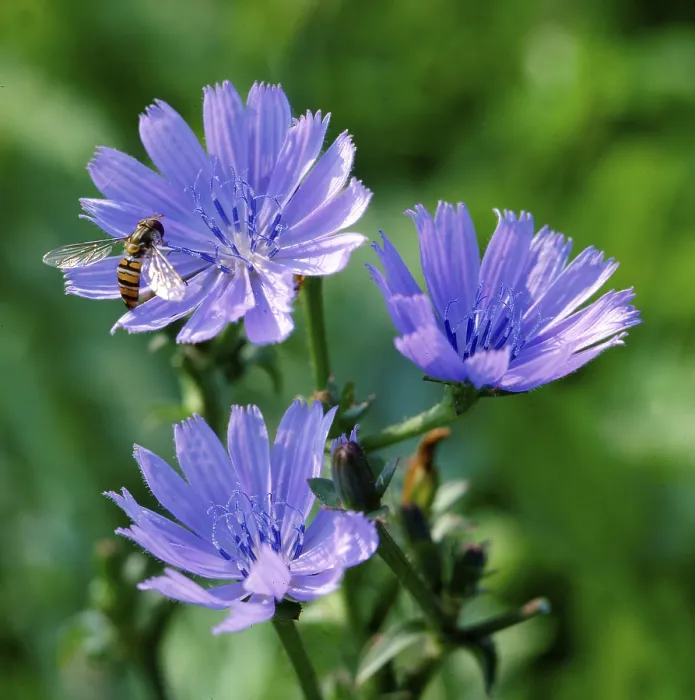 Stampa con cornice : Chicory