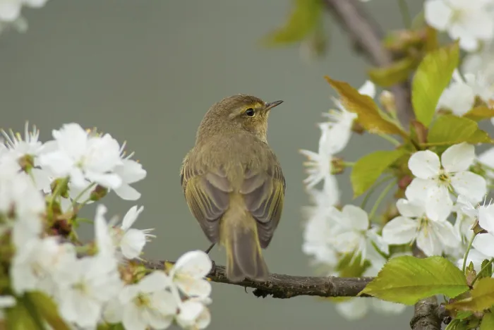 Stampa con cornice : Chiffchaff, Phylloscopus collybita