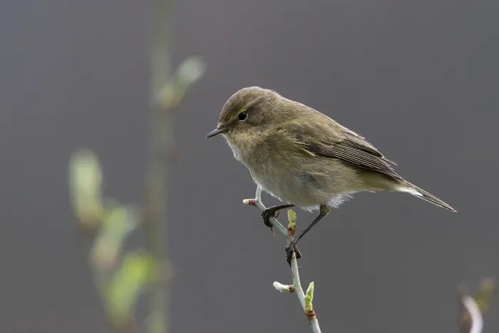 Stampa con cornice : Chiffraie, Phylloscopus collybita. Stampa con cornice : Chiffraie, Phylloscopus collybita.