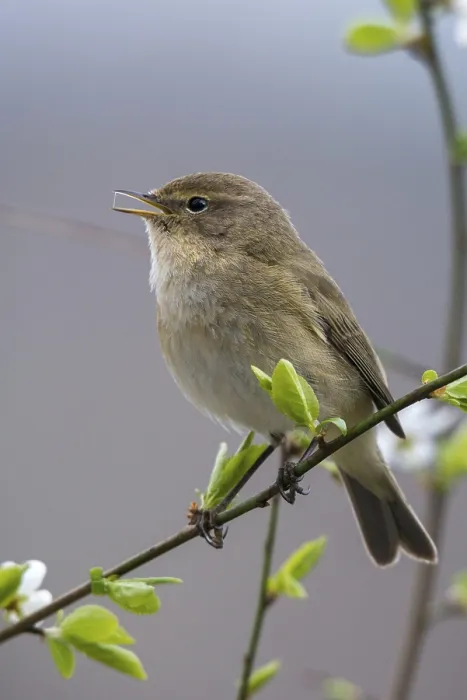 Stampa con cornice : Colibrì, Phylloscopus collybita. Stampa con cornice : Colibrì, Phylloscopus collybita.