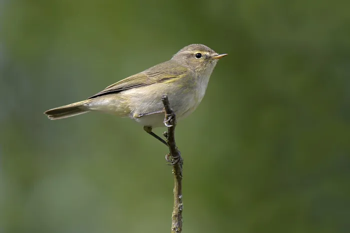 Stampa con cornice : Cisita (Phylloscopus collybita) Stampa con cornice : Cisita (Phylloscopus collybita)