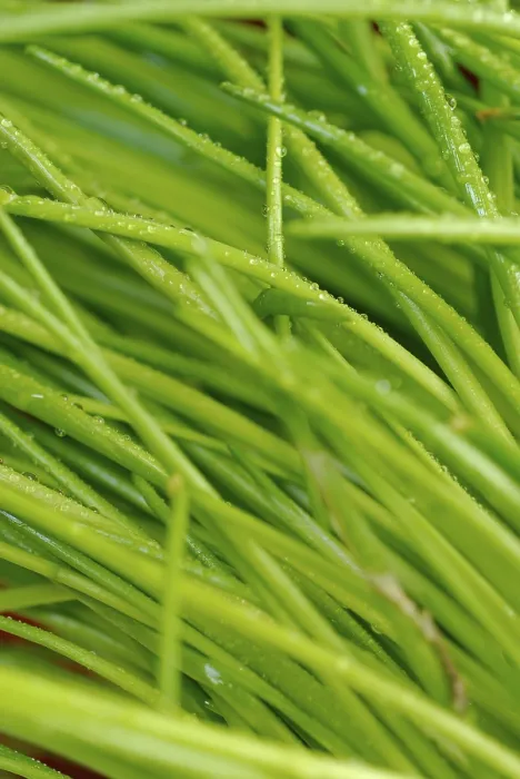 Stampa con cornice : Chives