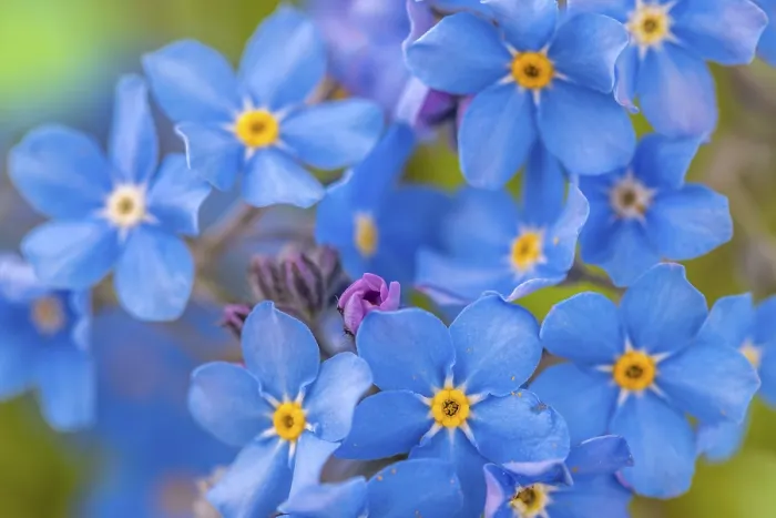 Stampa con cornice : Visuale ravvicinata di Myosotis sylvatica. Stampa con cornice : Visuale ravvicinata di Myosotis sylvatica.