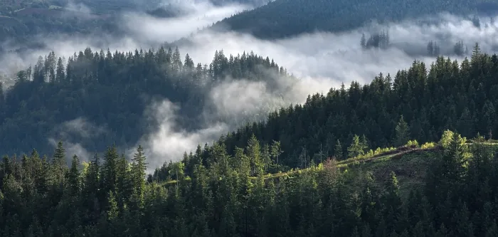 Stampa con cornice : Nuvole nella Foresta di Turingia. Stampa con cornice : Nuvole nella Foresta di Turingia.