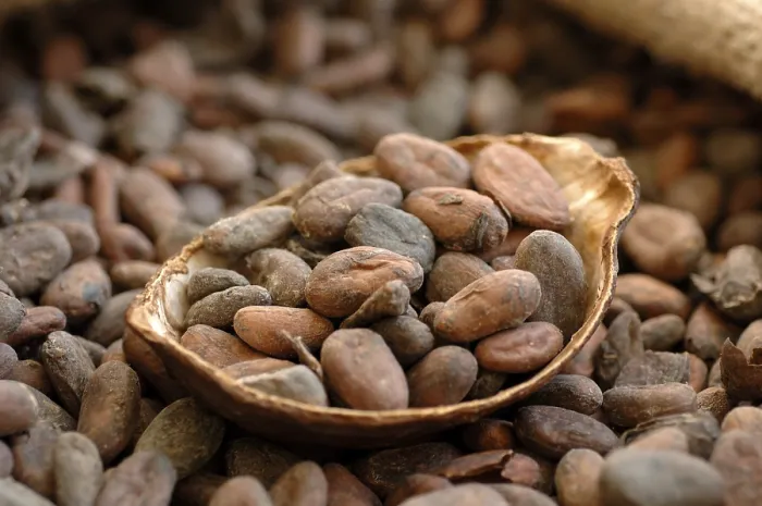 Stampa con cornice : Fagioli di cacao