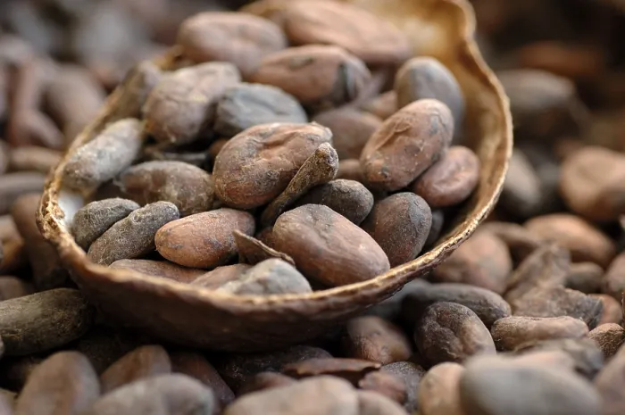 Stampa con cornice : Fagioli di cacao