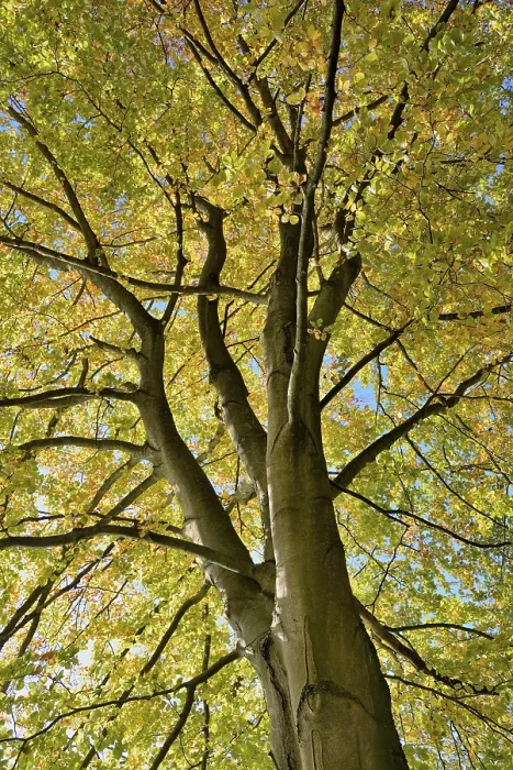 Stampa con cornice : Faggio comune (Fagus sylvatica) Stampa con cornice : Faggio comune (Fagus sylvatica)